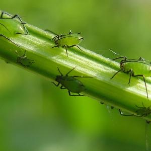 Citrouille Hokkaido rouge-orange avec une saveur de noisette et riche en vitamines et en fibres