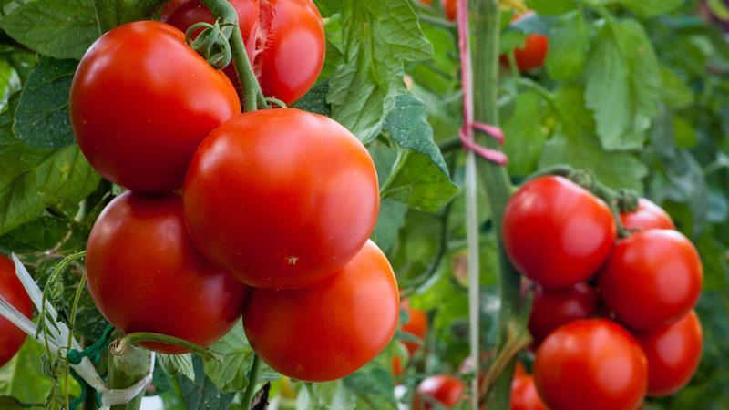 Tomate Volgograd à maturation précoce universelle: qu'est-ce qui est bon et pourquoi cela vaut-il la peine de le cultiver sur votre site