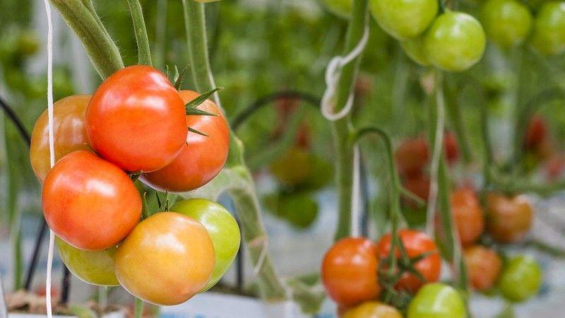 Tomate Volgograd à maturation précoce universelle: qu'est-ce qui est bon et pourquoi cela vaut-il la peine de le cultiver sur votre site