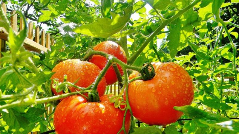 Tomate Volgograd à maturation précoce universelle: qu'est-ce qui est bon et pourquoi cela vaut-il la peine de le cultiver sur votre site