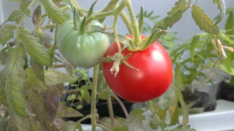 Tomate Volgograd à maturation précoce universelle: qu'est-ce qui est bon et pourquoi cela vaut-il la peine de le cultiver sur votre site