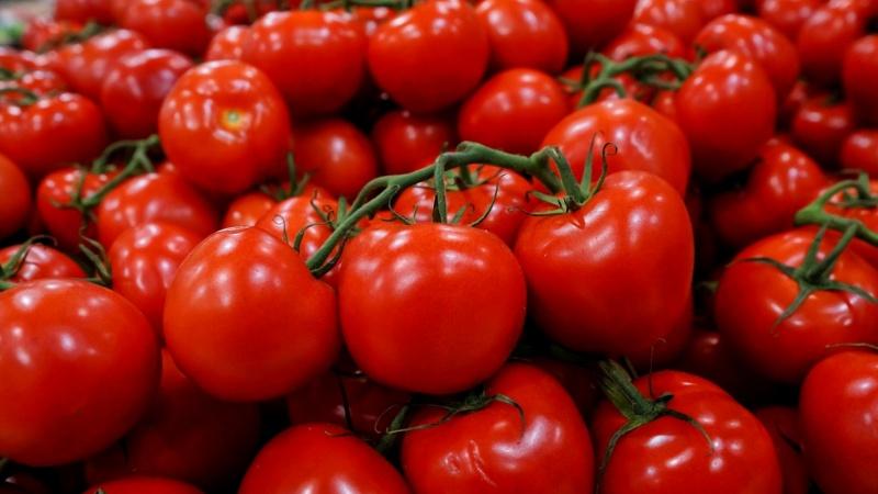 Tomate Volgograd à maturation précoce universelle: qu'est-ce qui est bon et pourquoi cela vaut-il la peine de le cultiver sur votre site