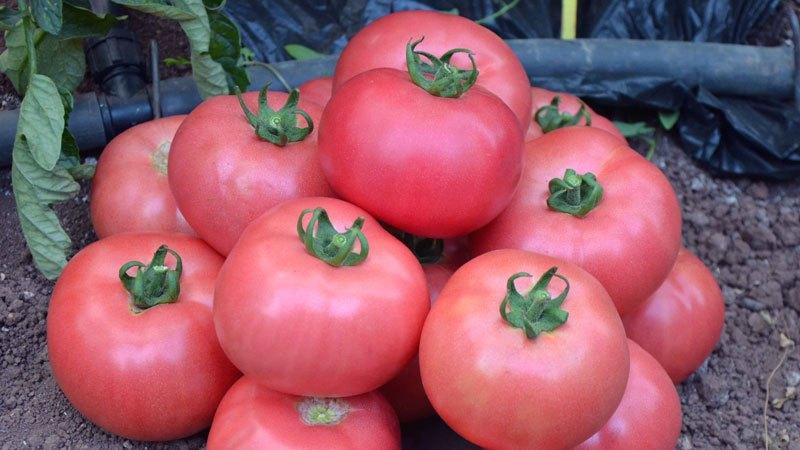 Tomate Volgograd à maturation précoce universelle: qu'est-ce qui est bon et pourquoi cela vaut-il la peine de le cultiver sur votre site