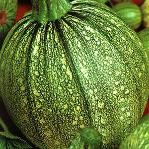 Avantages et inconvénients des courgettes rondes que chaque résident d'été devrait connaître