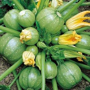 Avantages et inconvénients des courgettes rondes que chaque résident d'été devrait connaître