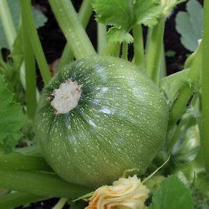Avantages et inconvénients des courgettes rondes que chaque résident d'été devrait connaître