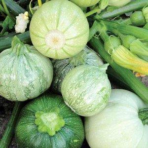 Avantages et inconvénients des courgettes rondes que chaque résident d'été devrait connaître