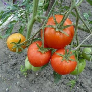 Une variété populaire appréciée par de nombreux jardiniers: la tomate Samara et ses avantages par rapport aux autres types de tomates
