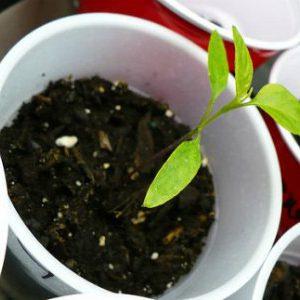 Une variété populaire appréciée par de nombreux jardiniers: la tomate Samara et ses avantages par rapport aux autres types de tomates