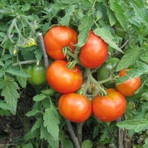 La tomate Dubrava éprouvée et appréciée par le temps: ce qui est bon et pourquoi cela vaut-il la peine d'être cultivé
