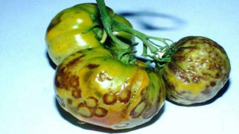 Nous reconnaissons l'ennemi de vue et le combattons efficacement: strie de tomate et les meilleures méthodes pour traiter ce fléau