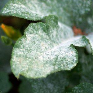 Une variété précoce que vous aimerez certainement - la tomate Pink Dream