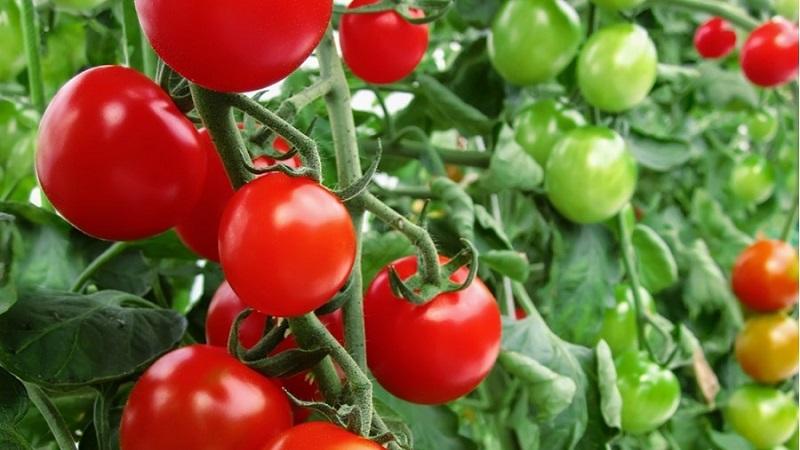 Idéal pour les serres, les tomates à maturité précoce et à haut rendement Blagovest: comment la cultiver correctement