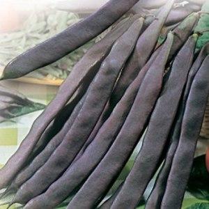 Quelle est la différence entre les asperges et les haricots verts: photos de légumineuses et la différence entre elles