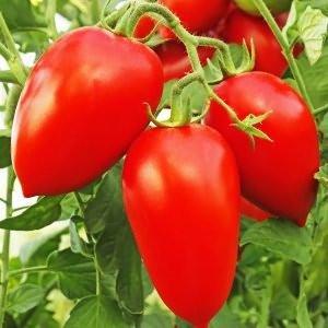 La combinaison des meilleures qualités de tomates dans une seule variété - Tomate Dusya Red: critiques, photos et secrets de culture