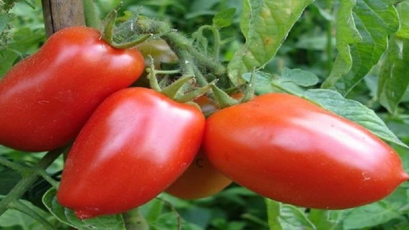 La combinaison des meilleures qualités de tomates dans une seule variété - Tomate Dusya Red: critiques, photos et secrets de culture