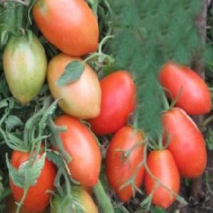 La combinaison des meilleures qualités de tomates dans une seule variété - Tomate Dusya Red: critiques, photos et secrets de culture