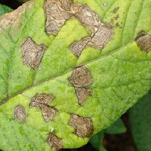 À quoi ressemble la macrosporiose des tomates et pourquoi les résidents d'été en ont si peur: nous apprenons à connaître l'ennemi de plus près et nous gagnons