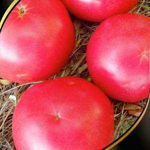 Pourquoi les résidents d'été aiment tant la tomate orange de l'Altaï, commentaires sur son rendement et ses secrets d'entretien