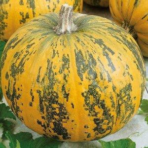 Types de variétés de courges musquées: pourquoi elles sont aimées et comment obtenir une bonne récolte