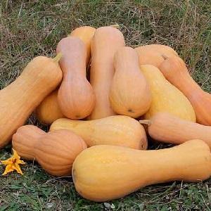 Comment faire pousser une citrouille d'ananas avec un goût sucré incroyable et un arôme agréable sur votre site