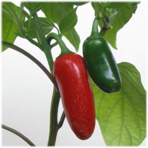 Qu'est-ce que le piment jalapeno, comment est-il cultivé et utilisé