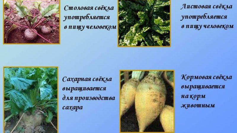 Quelle est la différence entre la betterave fourragère et la betterave à sucre: la différence d'aspect, d'applications et d'autres paramètres