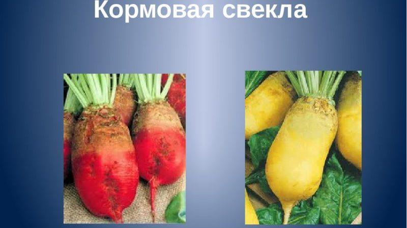 Quelle est la différence entre la betterave fourragère et la betterave à sucre: la différence d'aspect, d'applications et d'autres paramètres