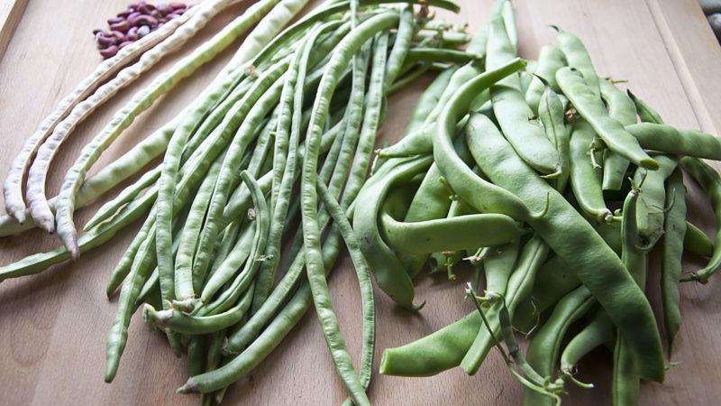 Quelle est la différence entre les asperges et les haricots verts: photos de légumineuses et la différence entre elles