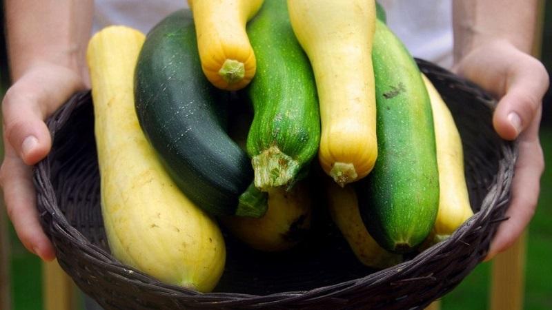 Quelle est la différence entre les courgettes et les courgettes en apparence, en goût et en d'autres propriétés: nous comprenons en détail et ne confondons plus