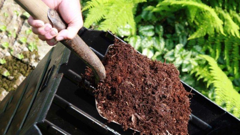 Qu'est-ce que le paillage, à quoi sert-il et est-il possible de pailler les tomates avec de la sciure de bois: trucs et astuces