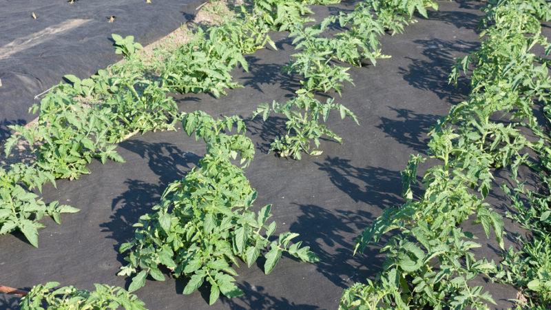 Qu'est-ce que le paillage, à quoi sert-il et est-il possible de pailler les tomates avec de la sciure de bois: trucs et astuces