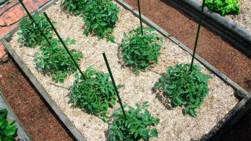 Qu'est-ce que le paillage, à quoi sert-il et est-il possible de pailler les tomates avec de la sciure de bois: trucs et astuces