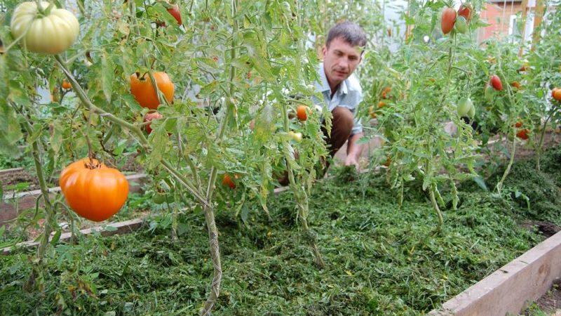 Qu'est-ce que le paillage, à quoi sert-il et est-il possible de pailler les tomates avec de la sciure de bois: trucs et astuces