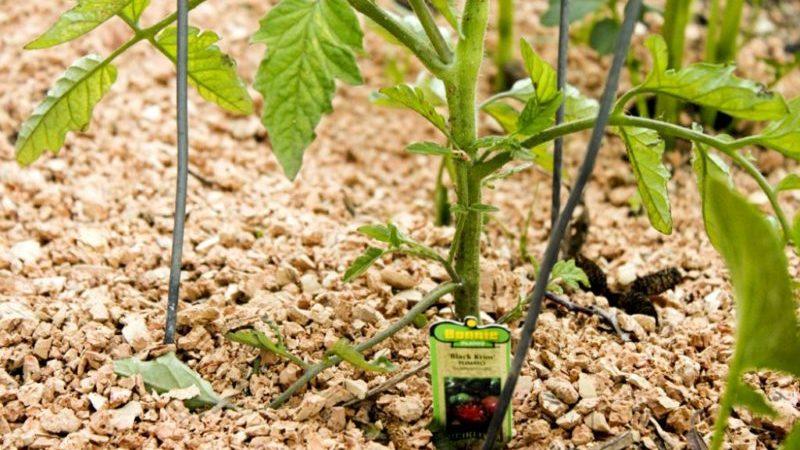 Qu'est-ce que le paillage, à quoi sert-il et est-il possible de pailler les tomates avec de la sciure de bois: trucs et astuces
