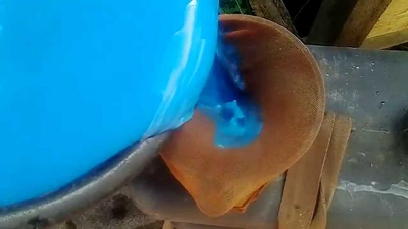 Pourquoi les feuilles de chèvrefeuille jaunissent en juin et comment y remédier