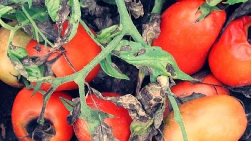 À quoi ressemble la macrosporiose des tomates et pourquoi les résidents d'été en ont si peur: nous apprenons à connaître l'ennemi de plus près et nous gagnons