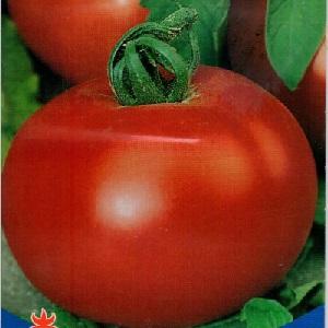Grande famille de tomates sans prétention F1: nous cultivons nous-mêmes en évitant les erreurs