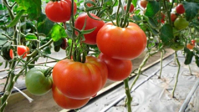 Grande famille de tomates sans prétention F1: nous cultivons nous-mêmes en évitant les erreurs