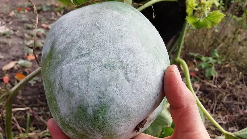 Propriétés médicinales de la courge en cire et caractéristiques de sa culture