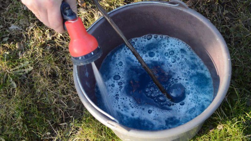Pourquoi des taches rouges apparaissent sur les feuilles de groseille à maquereau et comment y faire face