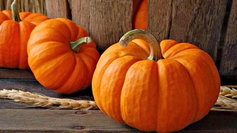 Les meilleures variétés de potiron de brousse et les caractéristiques de leur culture