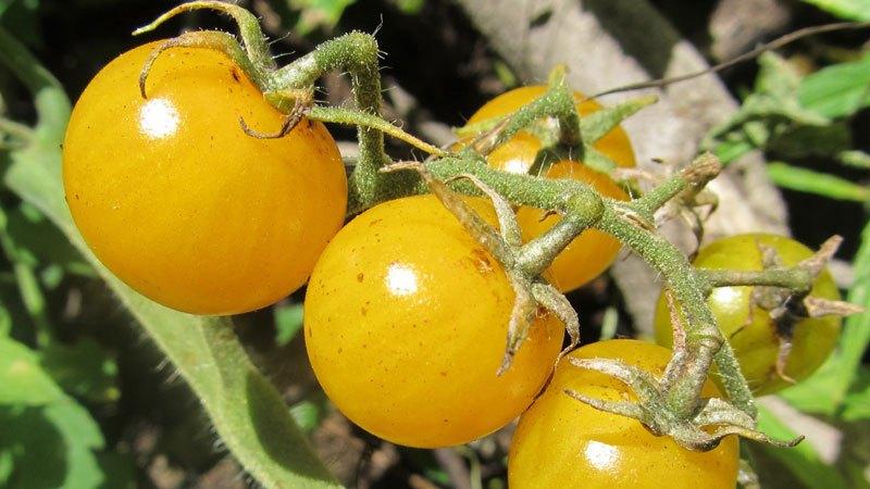 Les meilleures variétés de tomates jaunes pour une serre: connaître les représentants les plus brillants et choisir le bon type
