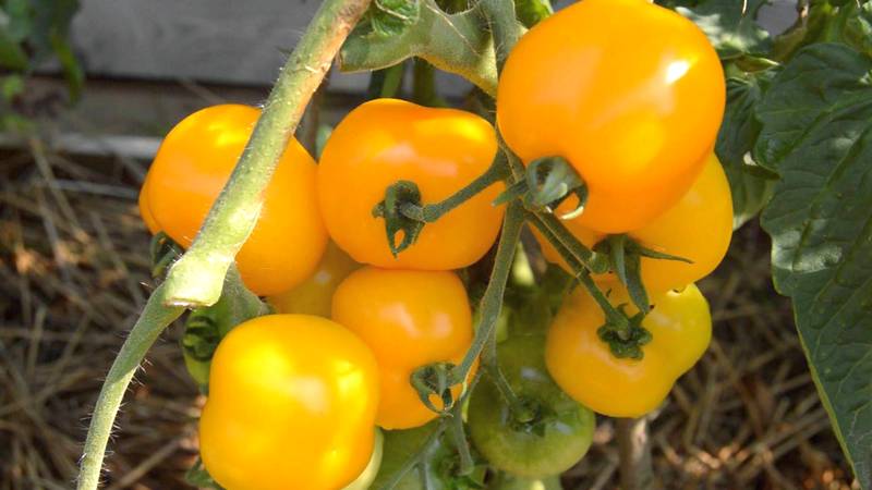 Les meilleures variétés de tomates jaunes pour une serre: connaître les représentants les plus brillants et choisir le bon type