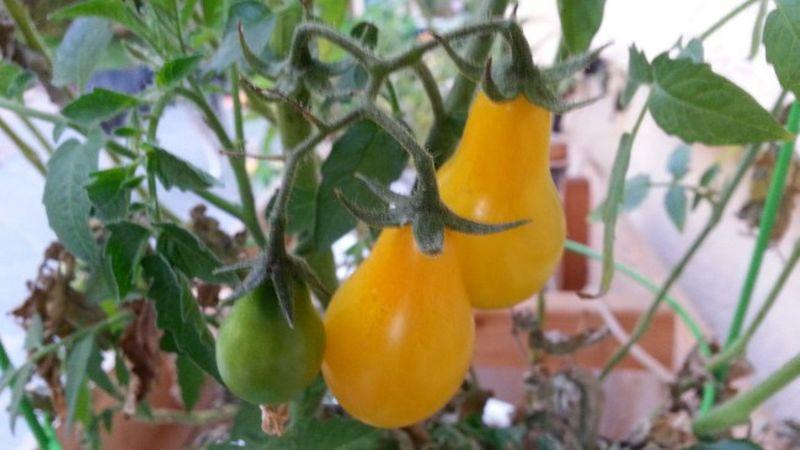 Les meilleures variétés de tomates jaunes pour une serre: connaître les représentants les plus brillants et choisir le bon type