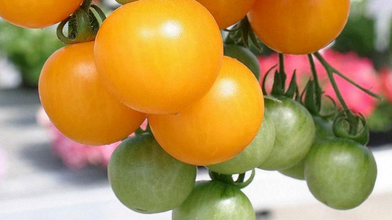 Les meilleures variétés de tomates jaunes pour une serre: connaître les représentants les plus brillants et choisir le bon type