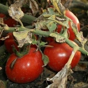 À quoi ressemble la macrosporiose des tomates et pourquoi les résidents d'été en ont si peur: nous apprenons à connaître l'ennemi de plus près et nous gagnons