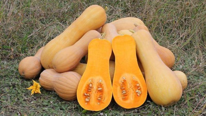 Variété de citrouille parfumée à la muscade Perle: ce qui est bon et pourquoi il devrait être cultivé sur votre site