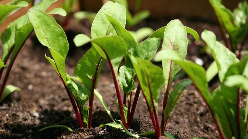 Pas un déchet, mais une source de vitamines: quels sont les bienfaits des betteraves et comment les utiliser