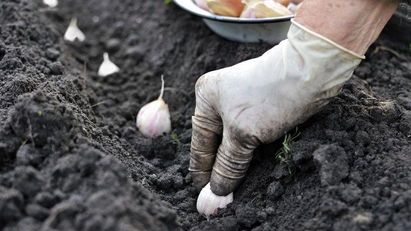 Nous adoptons la sagesse de jardiniers expérimentés - puis plantons de l'ail avant l'hiver et ce que les prédécesseurs peuvent nuire
